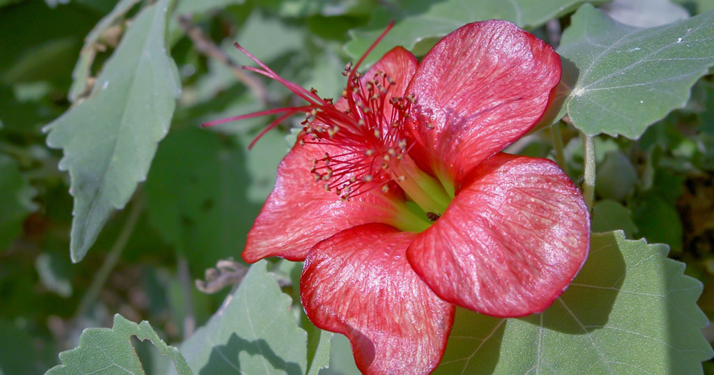 The Ko’oloa’ula is an endangered plant in the mallow family that grows on Maui and many other islands in Hawai'i. Credit: U.S. Fish and Wildlife Service.